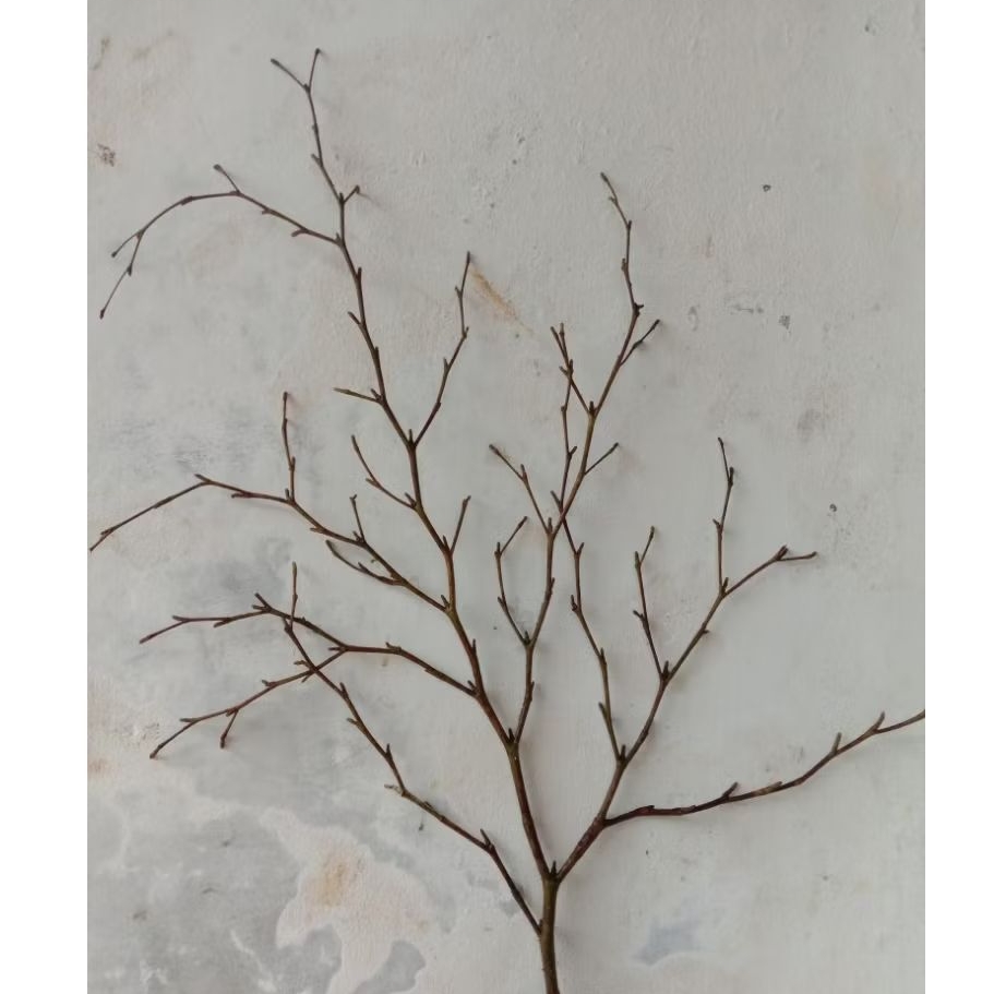 Dekorasi Ruangan 3 Pcs Ranting Pohon kering Ranting Hiasan Rumah Aesthetic Ranting Bunga Kering
