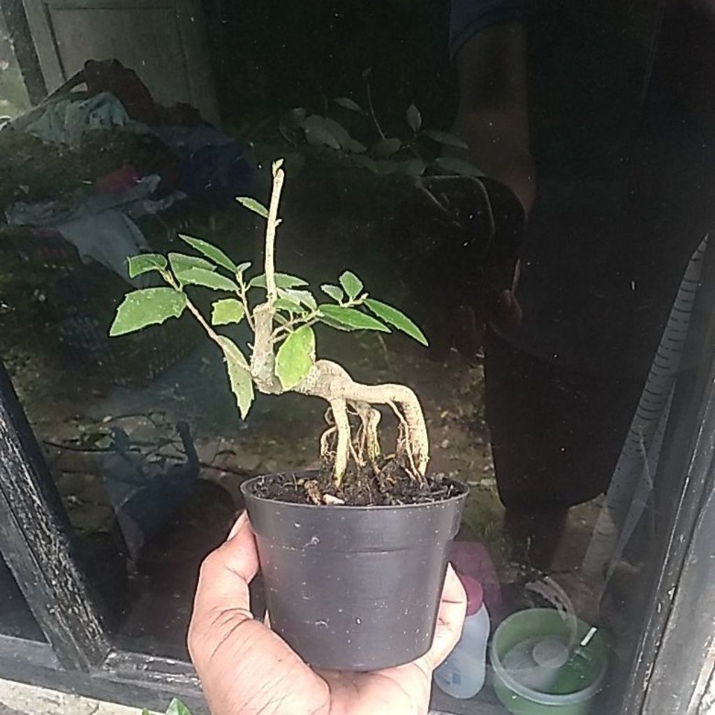 Bonsai mini amplas putih