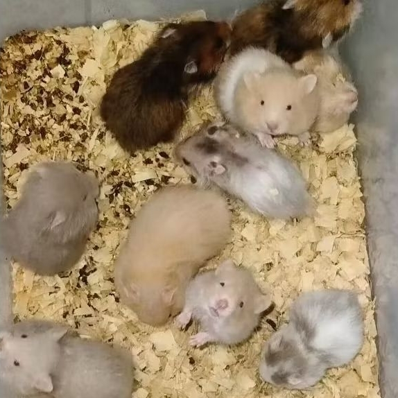 Hamster Syrian PAKET HEMAT Termurah Hamster Sirian Jinak Gembul Sehat Dan Lincah