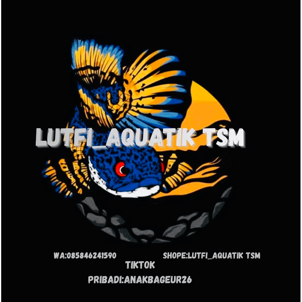 Stiker channa limbata isi 5ekor,calon rim tebal