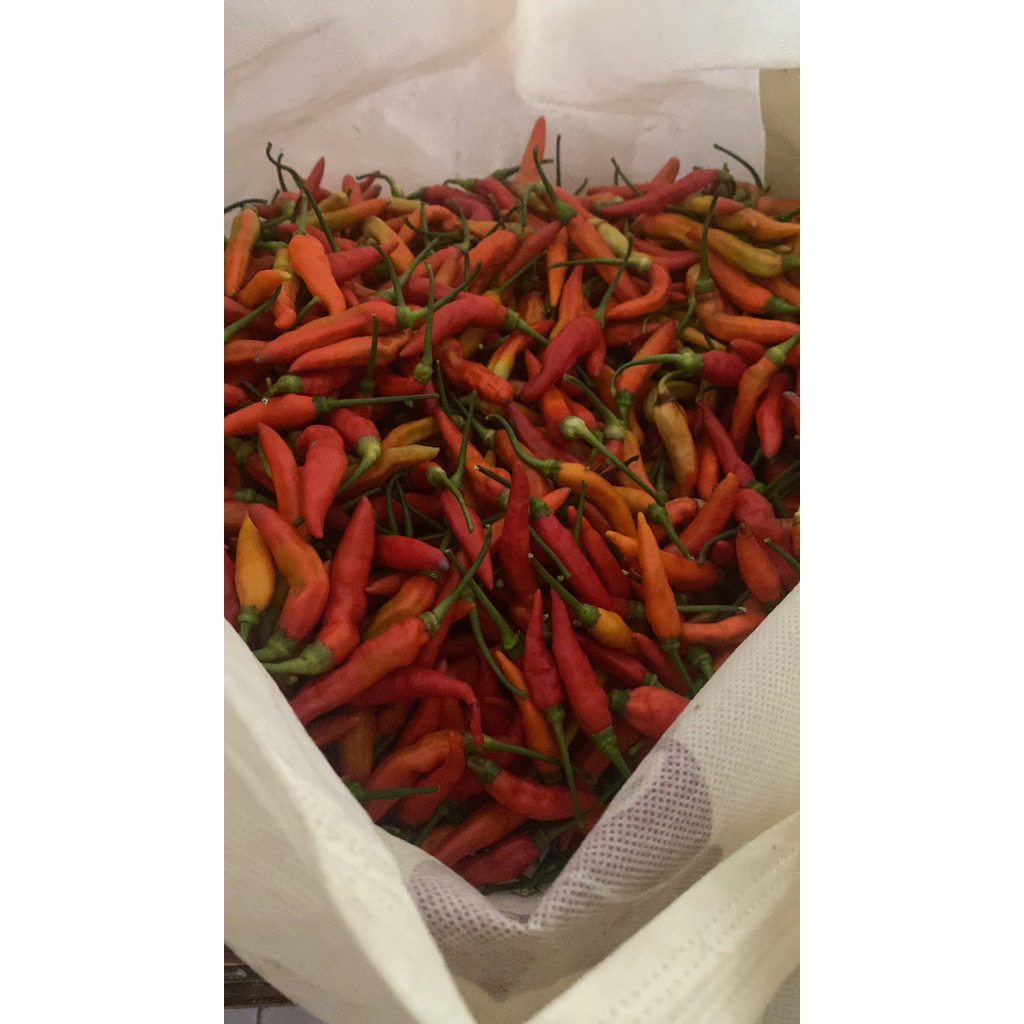CABE RAWIT PEDAS FRESS HOT MBLEDOS MELEDAK CABAI GENDOT FRESH TERMURAH || 1KG || LANGSUNG DARI PETAN