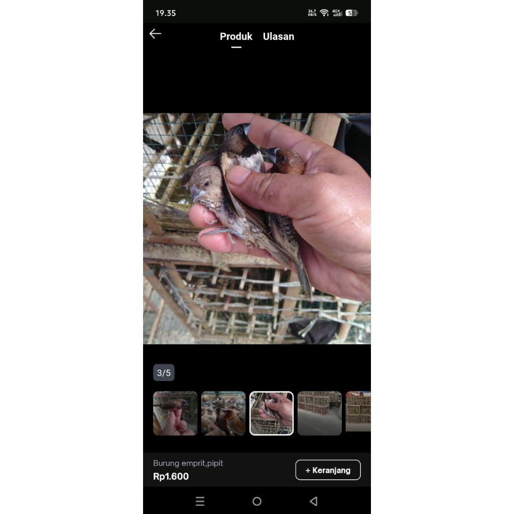 BURUNG PIPIT EMPRIT PEKING WARNA WARNI