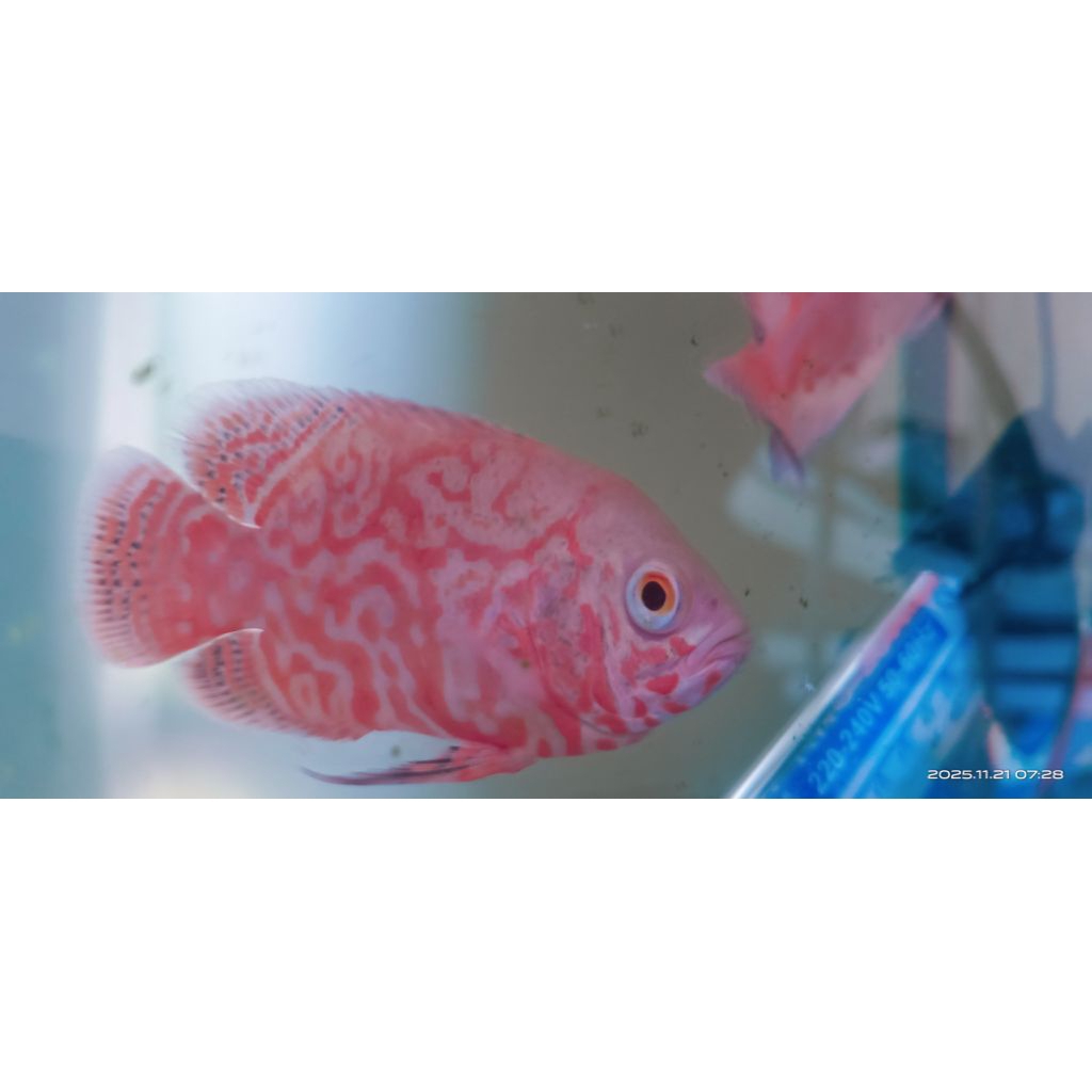 Oscar super tiger albino ReD 7cm