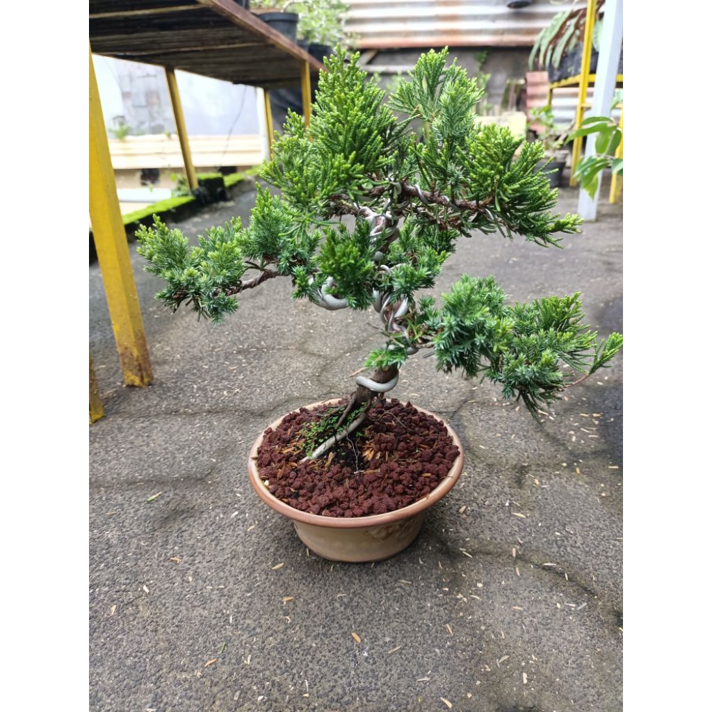 bonsai camara sinensis(siap pajang) sudah jadi tinggal pajang