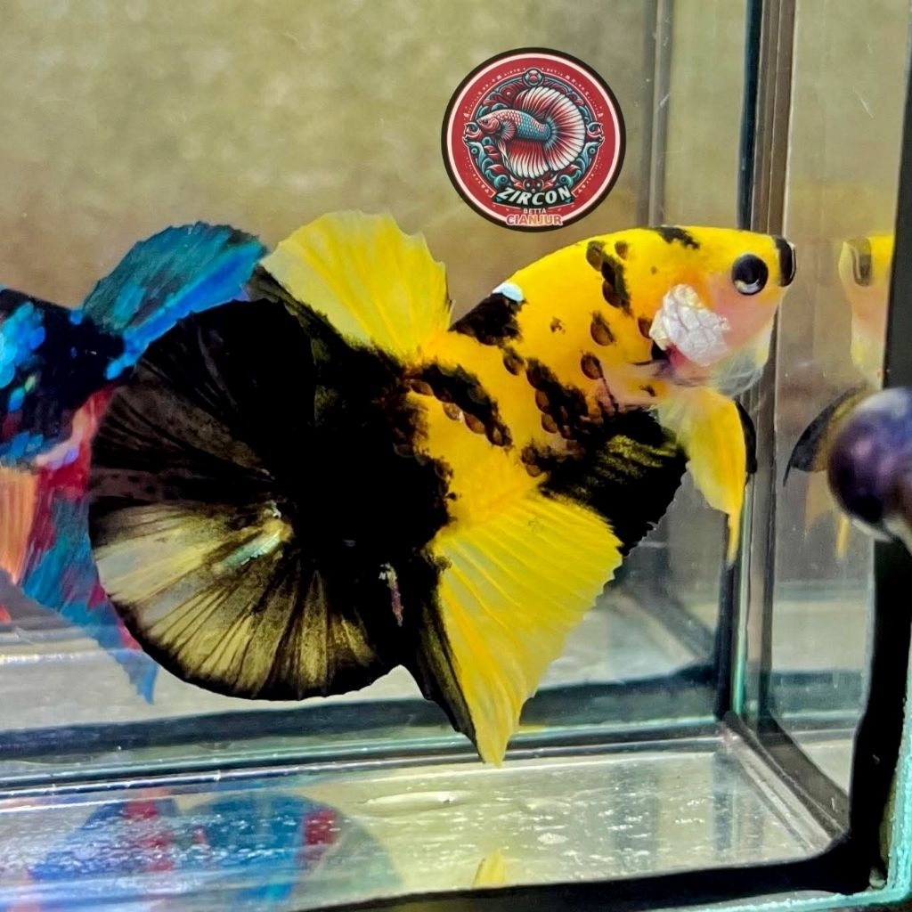 hiasan akuarium cupang yellow koi cooper ykc as bumblebee top grade hobi&koleksi yellow copper