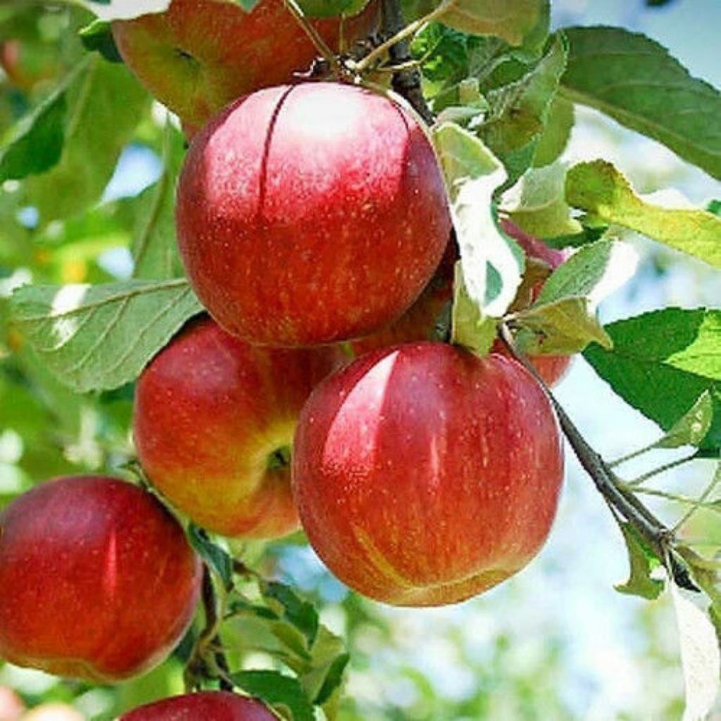 bibit apel anna/apel malang kualitas bagus,bisa COD