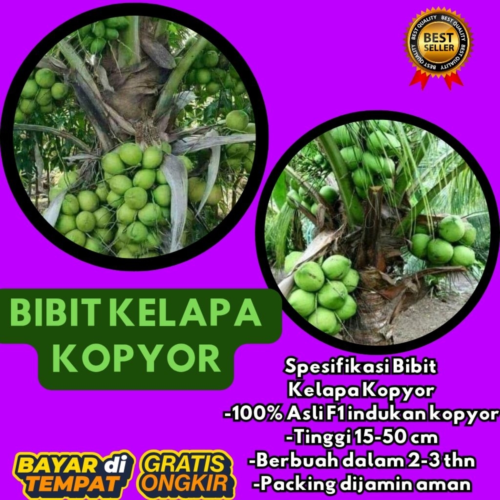 KUALITAS TERBAIK  Bibit Kelapa Kopyor Kultur Jaringan, Bibit Kelapa Kopyor Madu