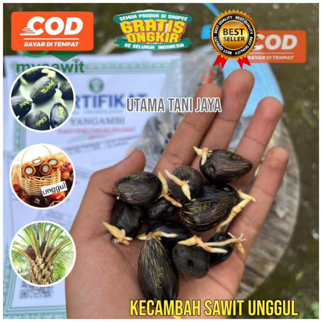KECAMBAH SAWIT PPKS MEDAN BEST QUALITY BERSERTIFIKAT