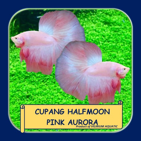 IKAN HIAS AIR TAWAR - IKAN CUPANG HALFMOON PINK AURORA