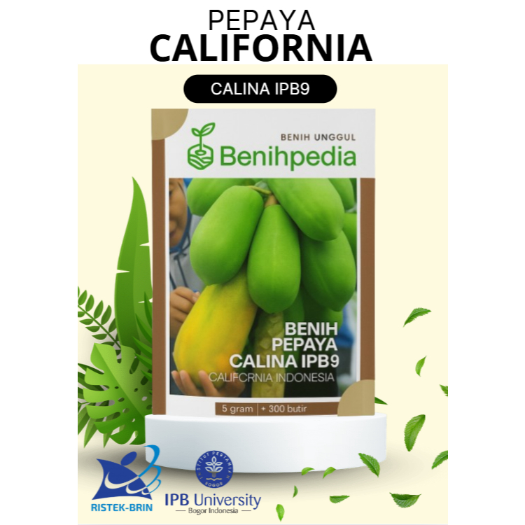 Benih Pepaya Calina IPB-9 | bibit Pepaya California 5Gram