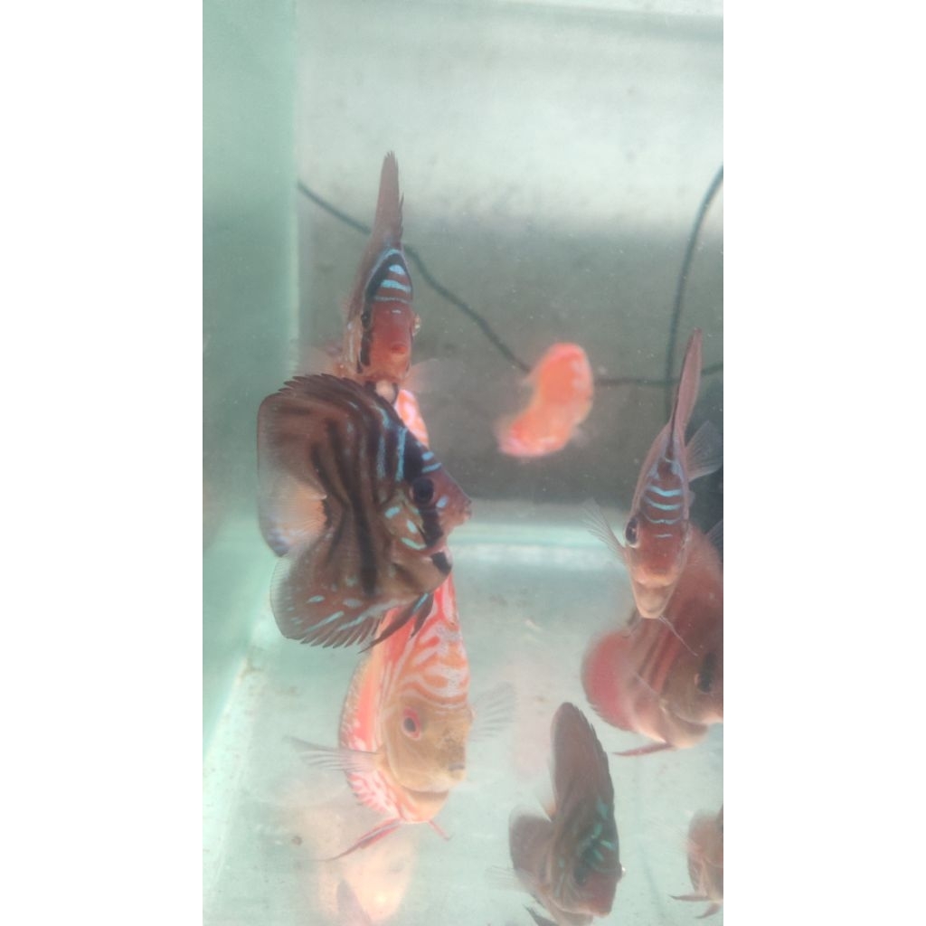 Discus Alenquer 2,5"