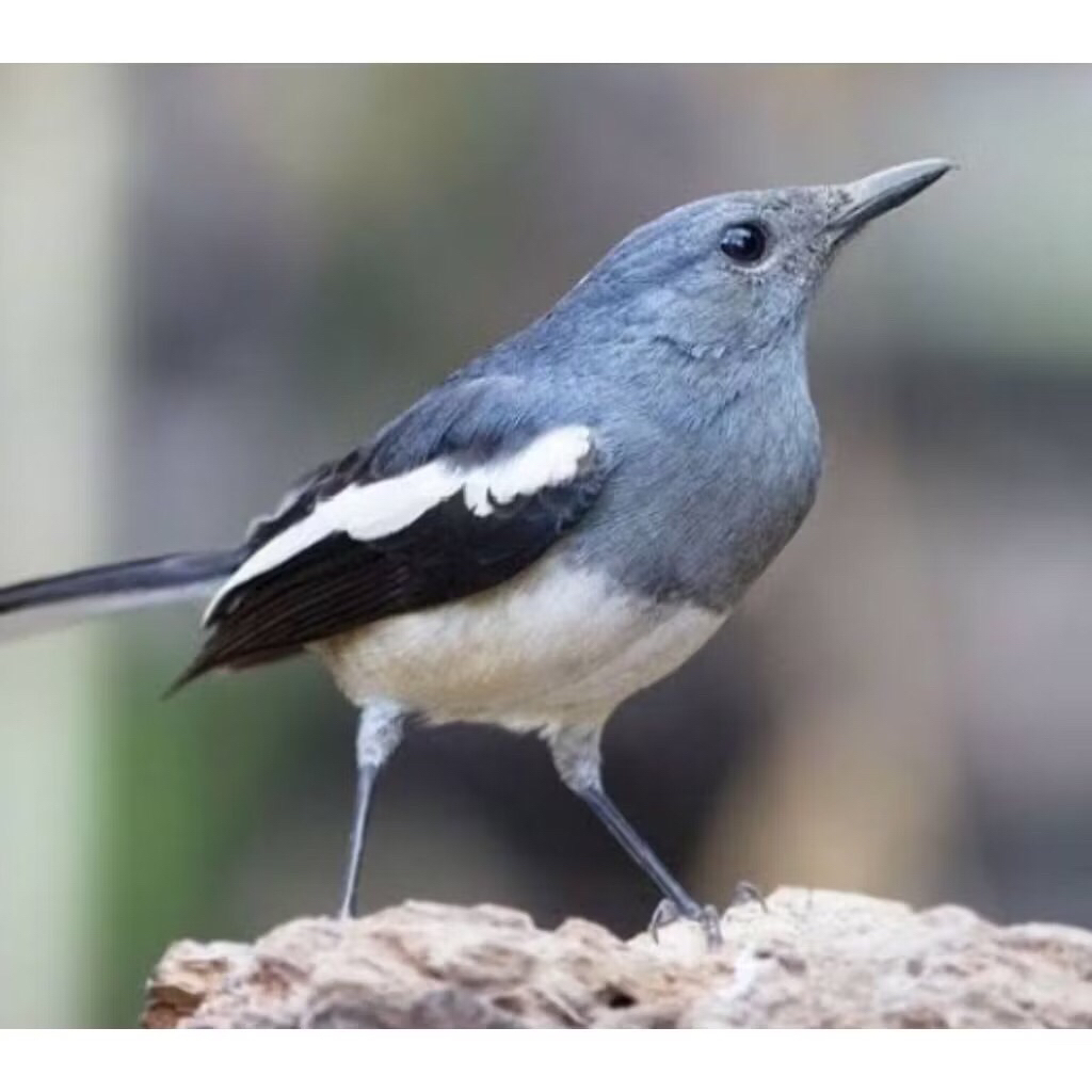 Kacer Daput betina bahan pilihan