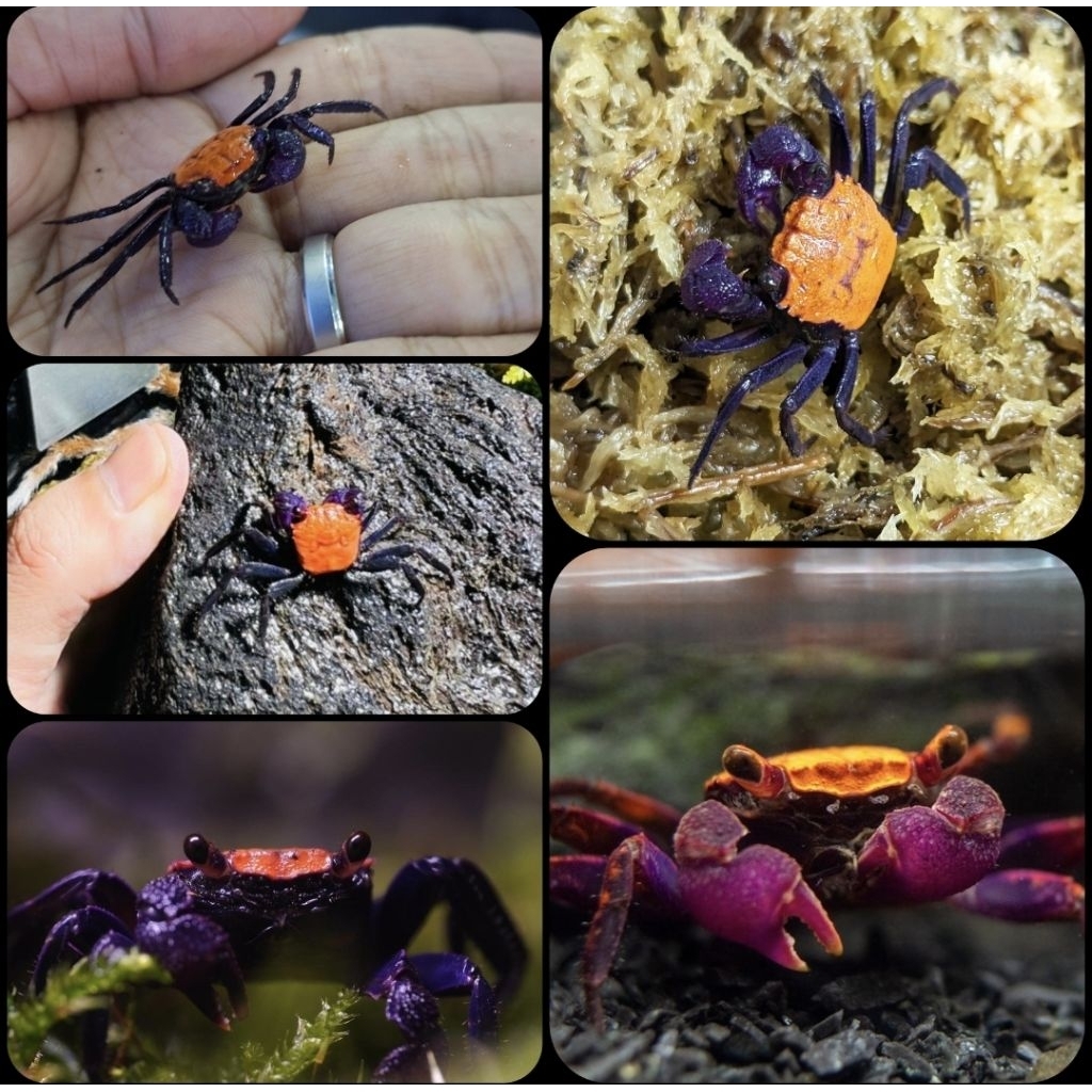 kepiting hias halloween vampire crab atau geosesarma bicolor untuk aquarium dan aquascape