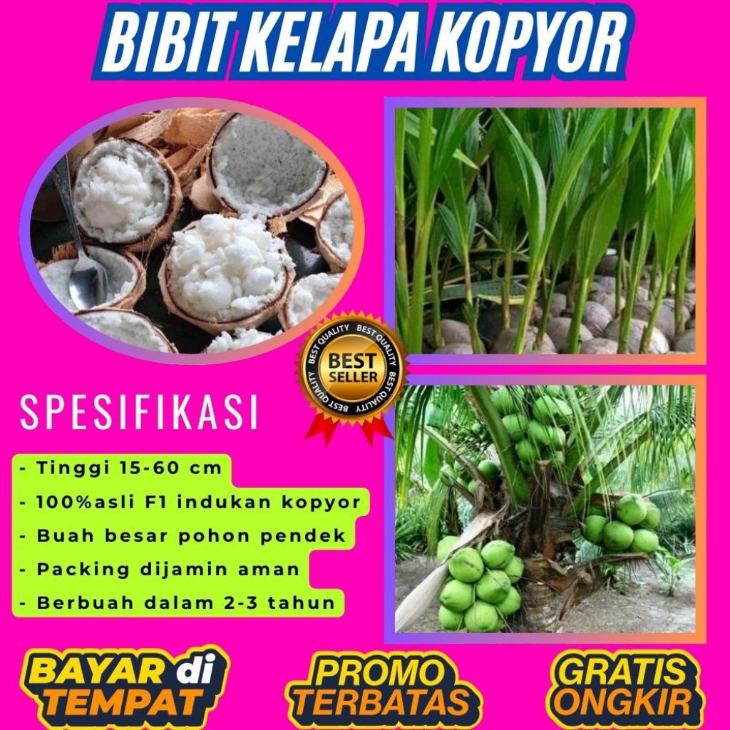 POHON PENDEK  Benih Kelapa Kopyor Kultur Jaringan, Benih Kelapa Kopyor Madu