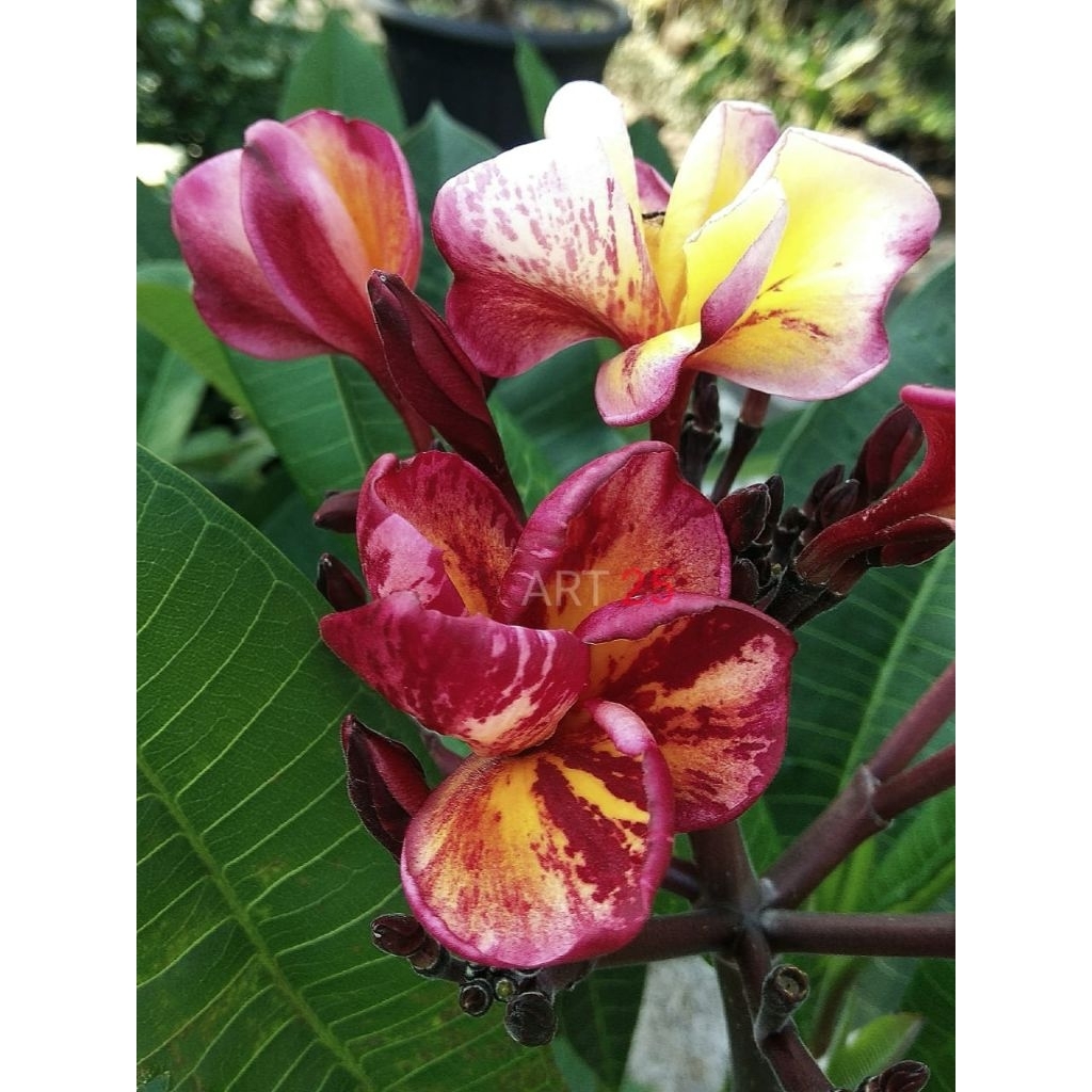 Plumeria 'Sudamala Macan' Kamboja Bali Sesuai Foto
