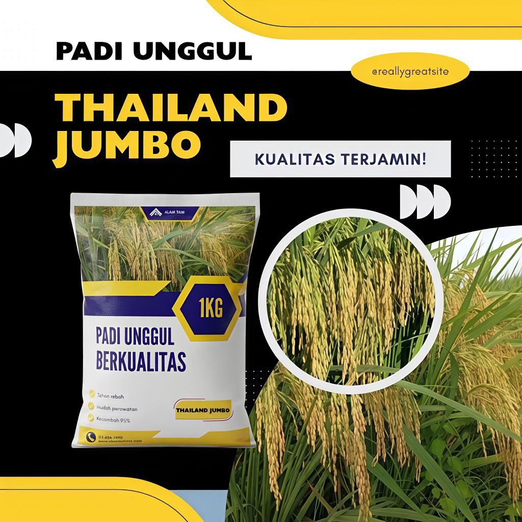 BIBIT PADI THAILAND JUMBO 1KG BERKUALITAS ORIGINAL