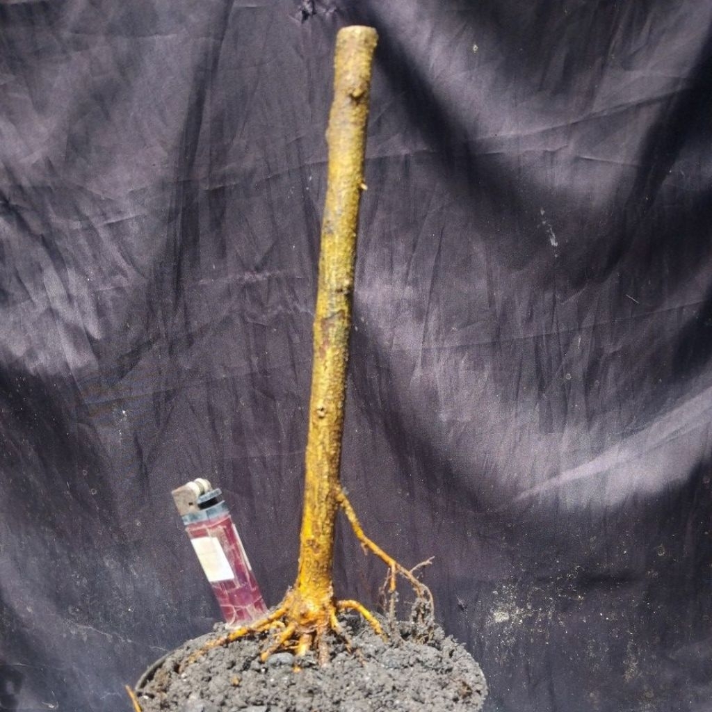 Bahan Bonsai Sisir Kaliage Dongkelan Small Medium Formal Size Real Pick