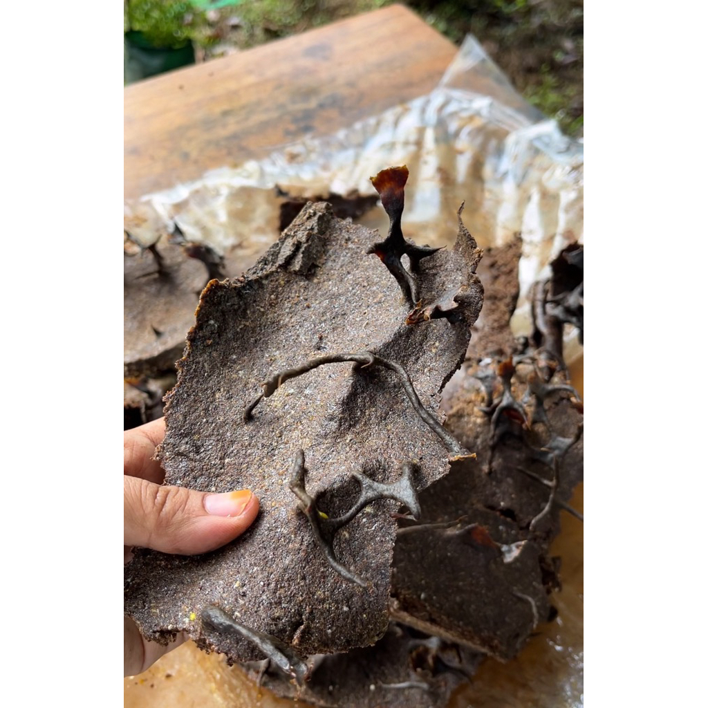 propolis mentah trigona troracica / thorasika