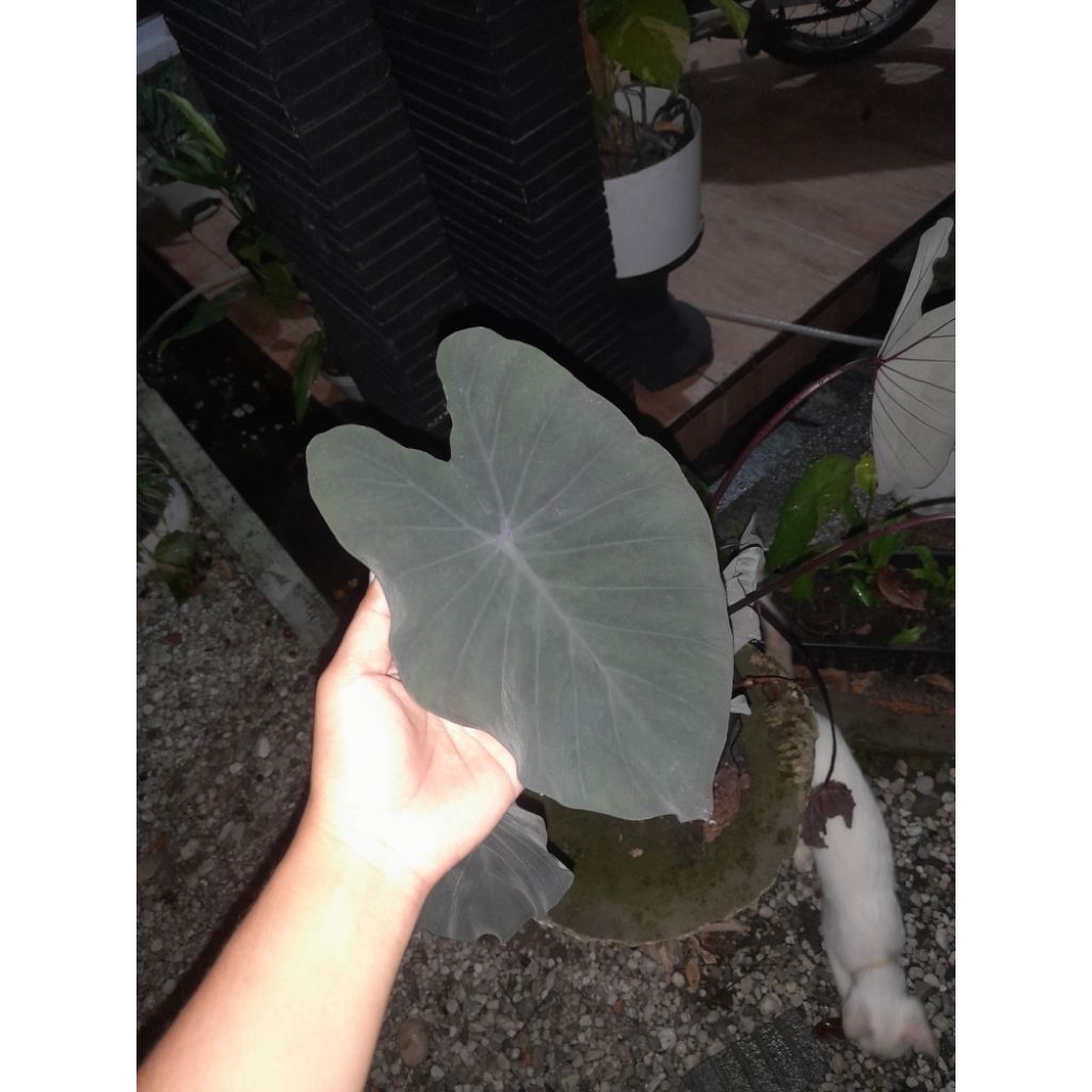 Colocasia Black magic/Keladi Hitam