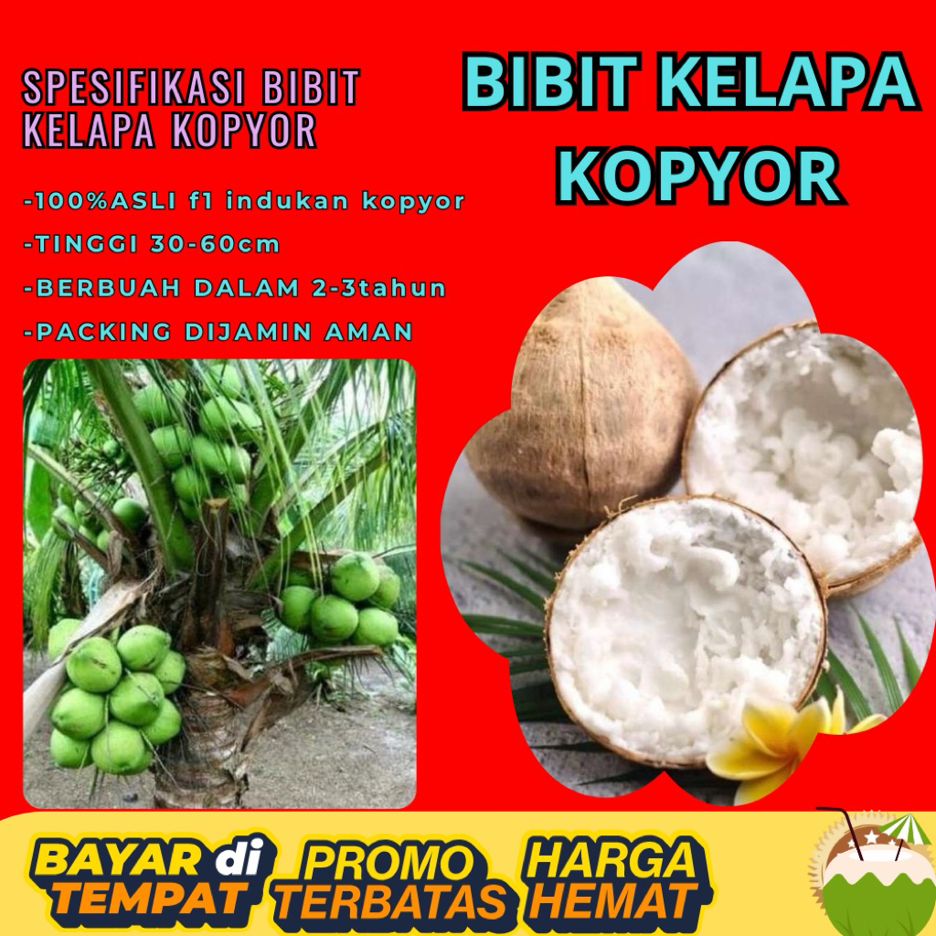 PROMO  Bibit Kelapa Kopyor, Bibit Kelapa Kopyor Asli, Bibit Kelapa Kopyor Bersertifikat