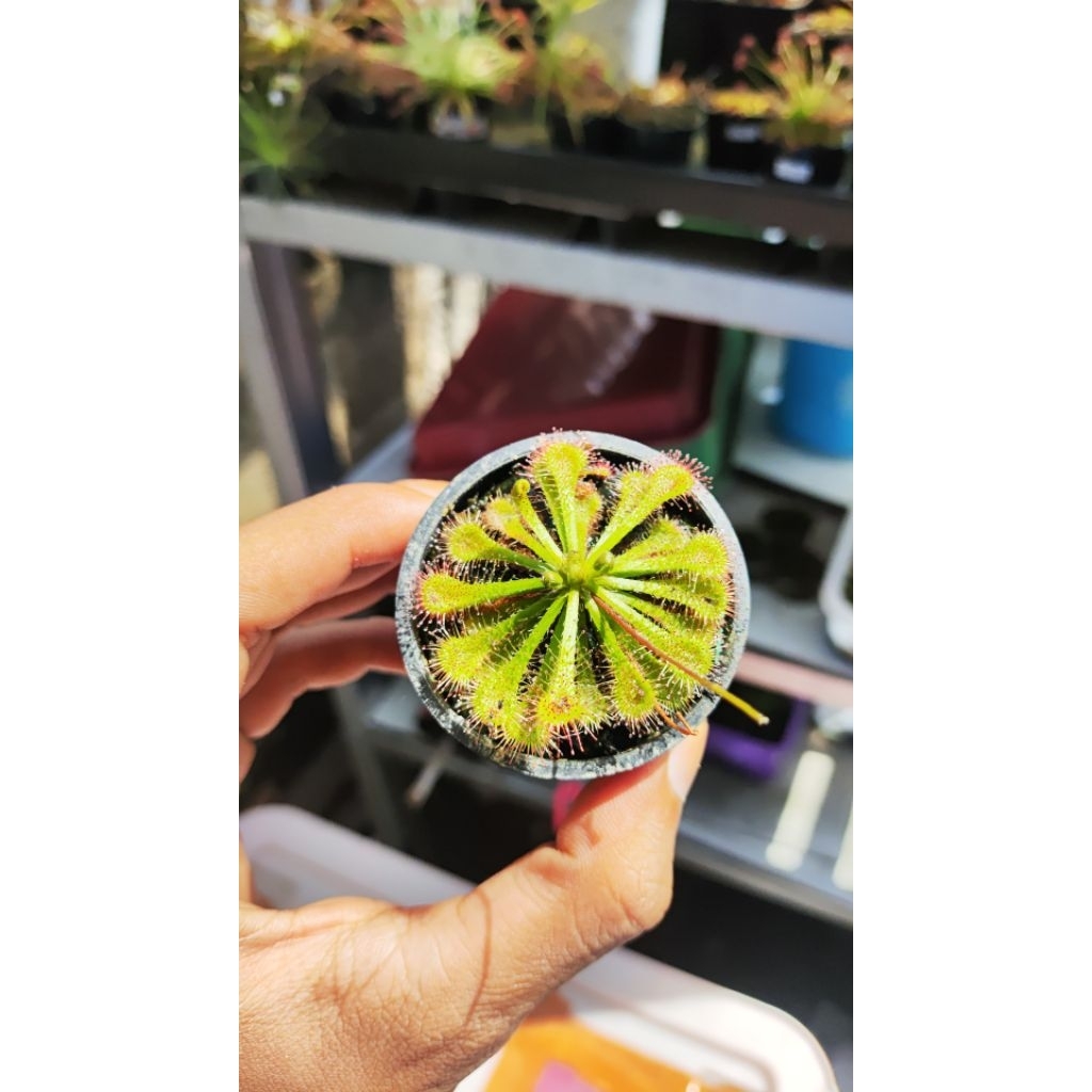 Drosera Spatulata