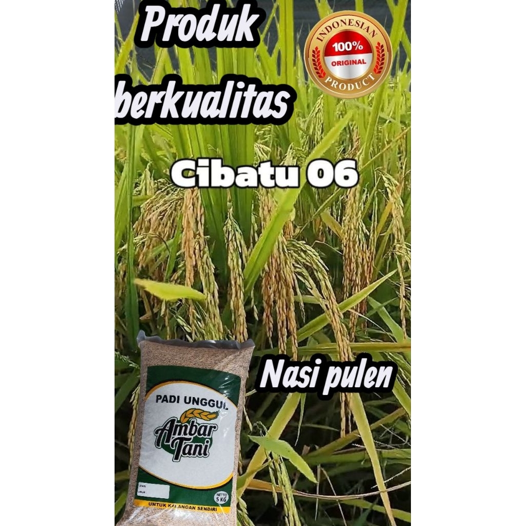 padi cibatu 06