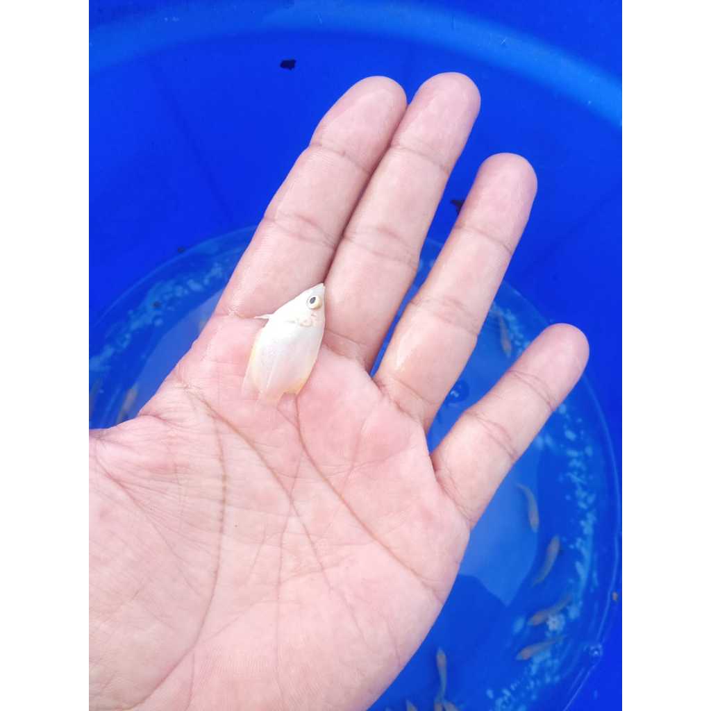 paket isi 50 ekor benih ikan gurame pdang/benih ikan gurame albino/benih ikan gurame bule ukuran 3cm