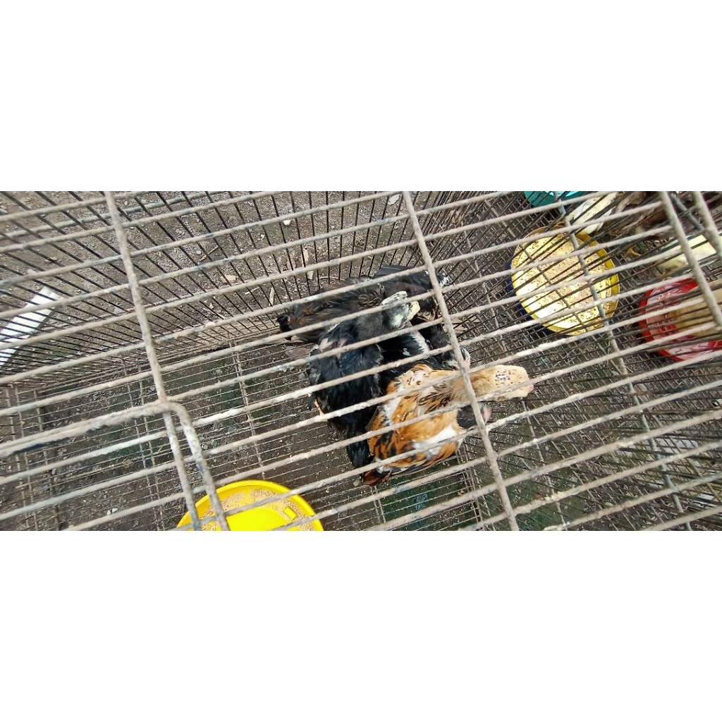 Anakan ayam Ekor lidi / DOC Ekor lidi 1,5 - 2 bulan