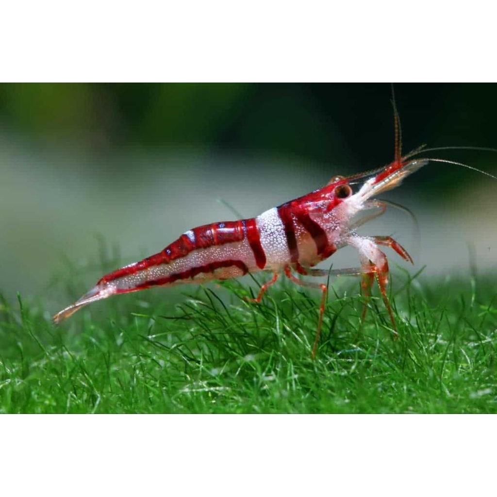 Sticker Udang Hias Sulawesi Celebes Beauty