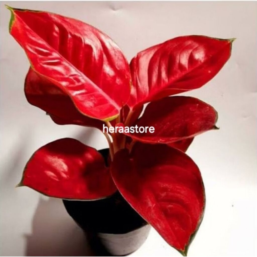 Aglaonema Suksom Jaipong / Aglonema Suksom Jaipong  / Aglonema Suksom Jaipong (Tanaman hias aglaonem