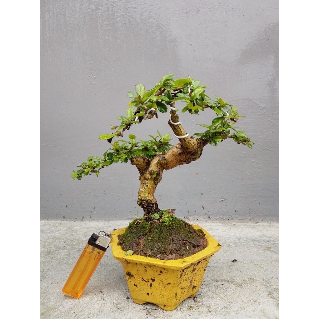 bonsai hokiantea lokall