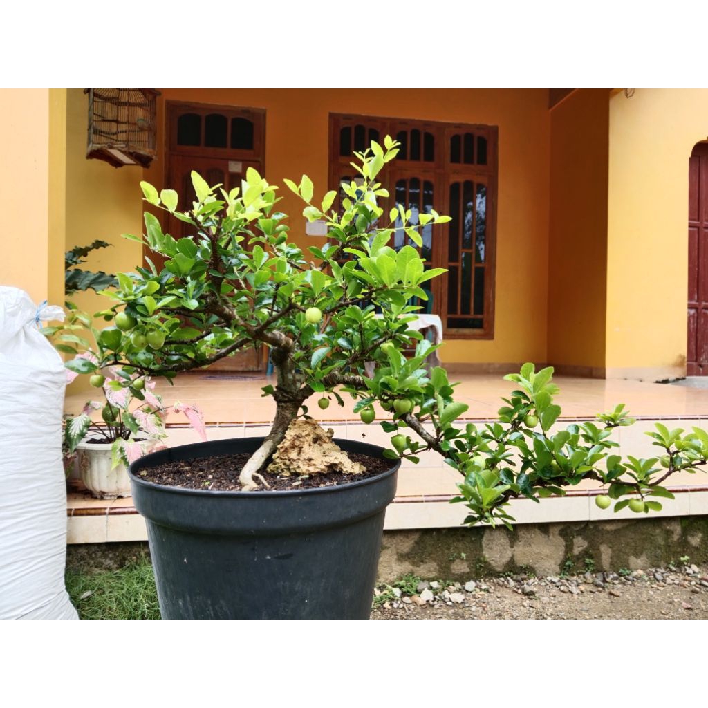 Bonsai Sianci | Bonsai Buah Sianci Kecut