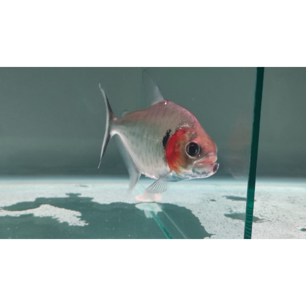 PIRANHA SERRASALMUS MANUELI