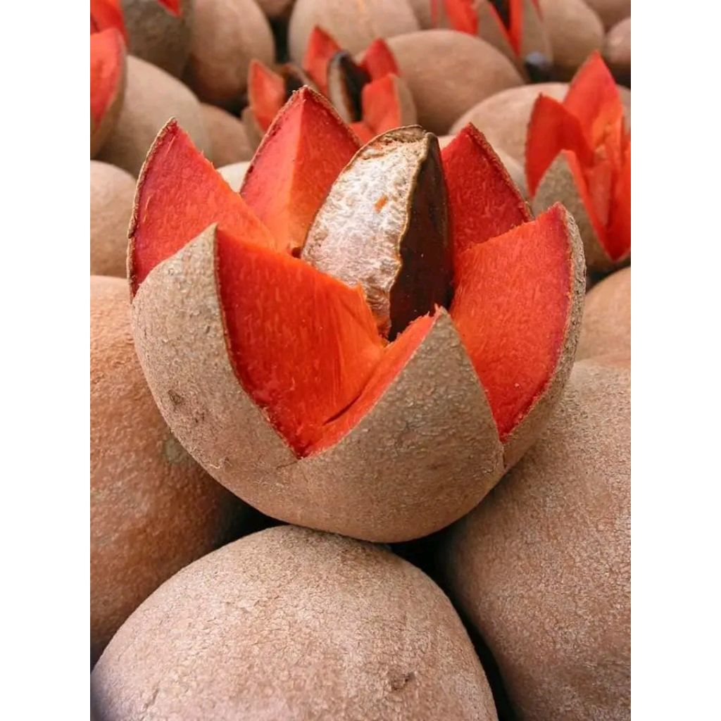 MAMEY SAPOTE Fress / magana