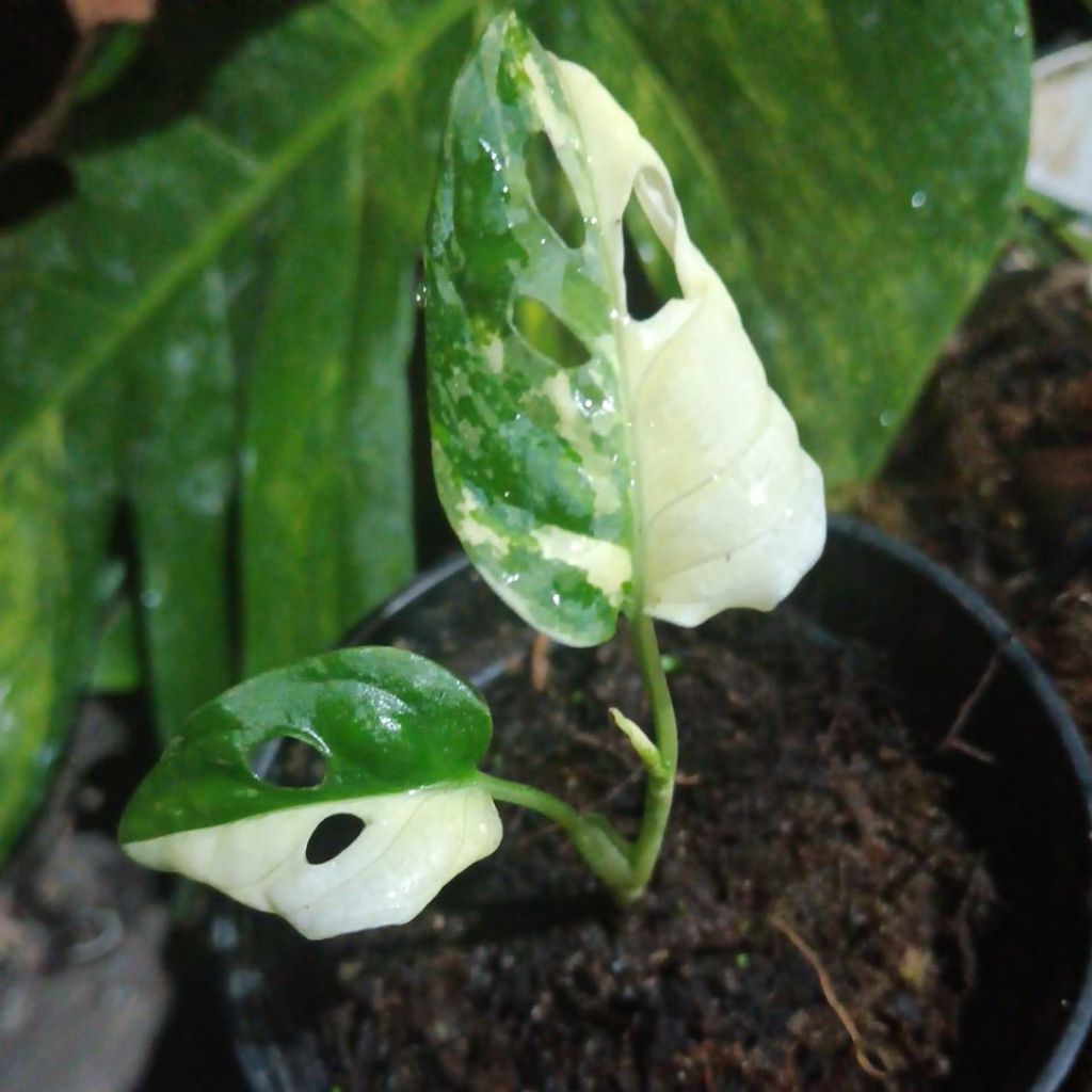 Janda Bolong Varigata - Monstera Variegata Adansonii Acuminata