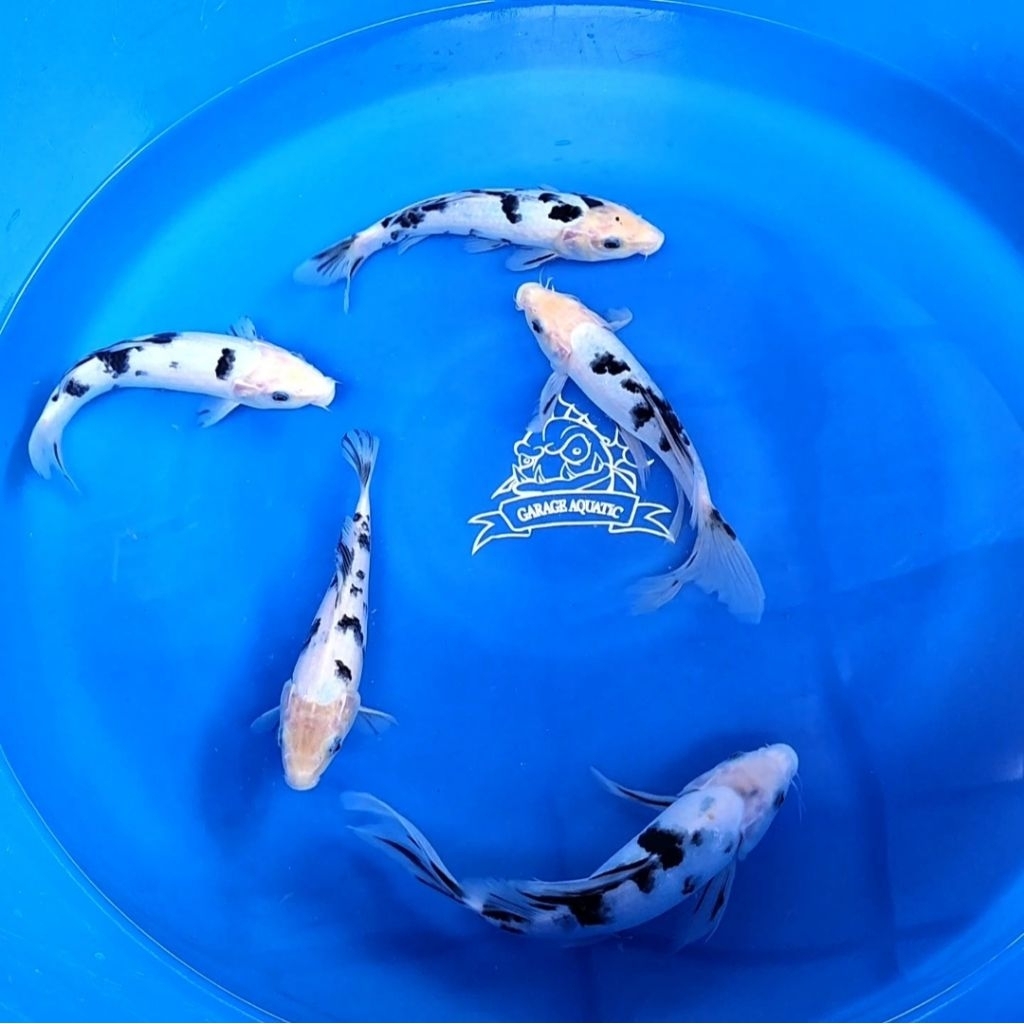 (INSTANT) IKAN KOI SHIRO BEKKO IKAN HIAS AKUARIUM KOLAM