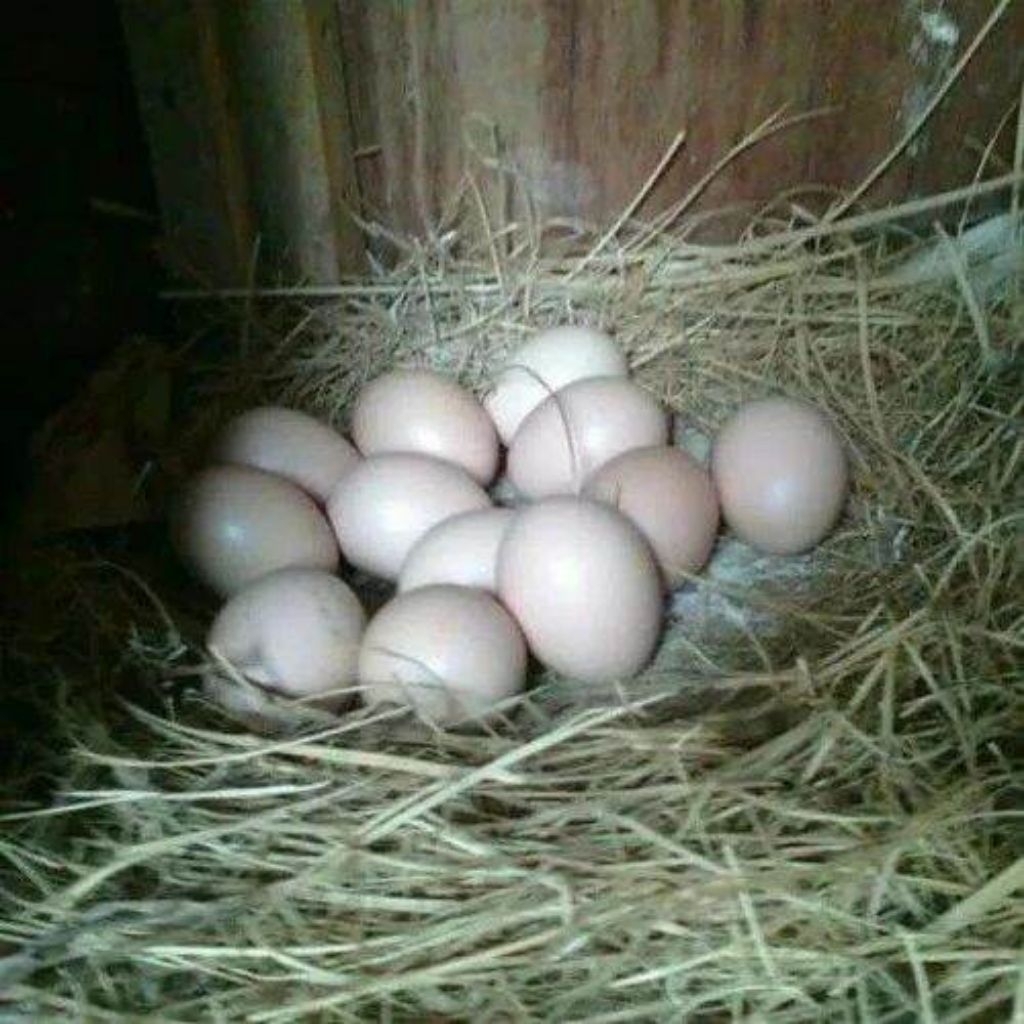 telur ayam bangkok super