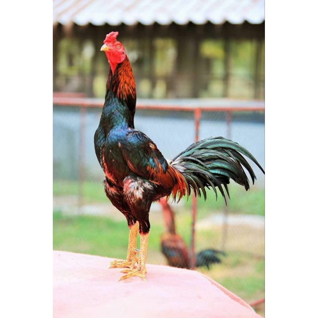 telur tetas ayam pakhoy