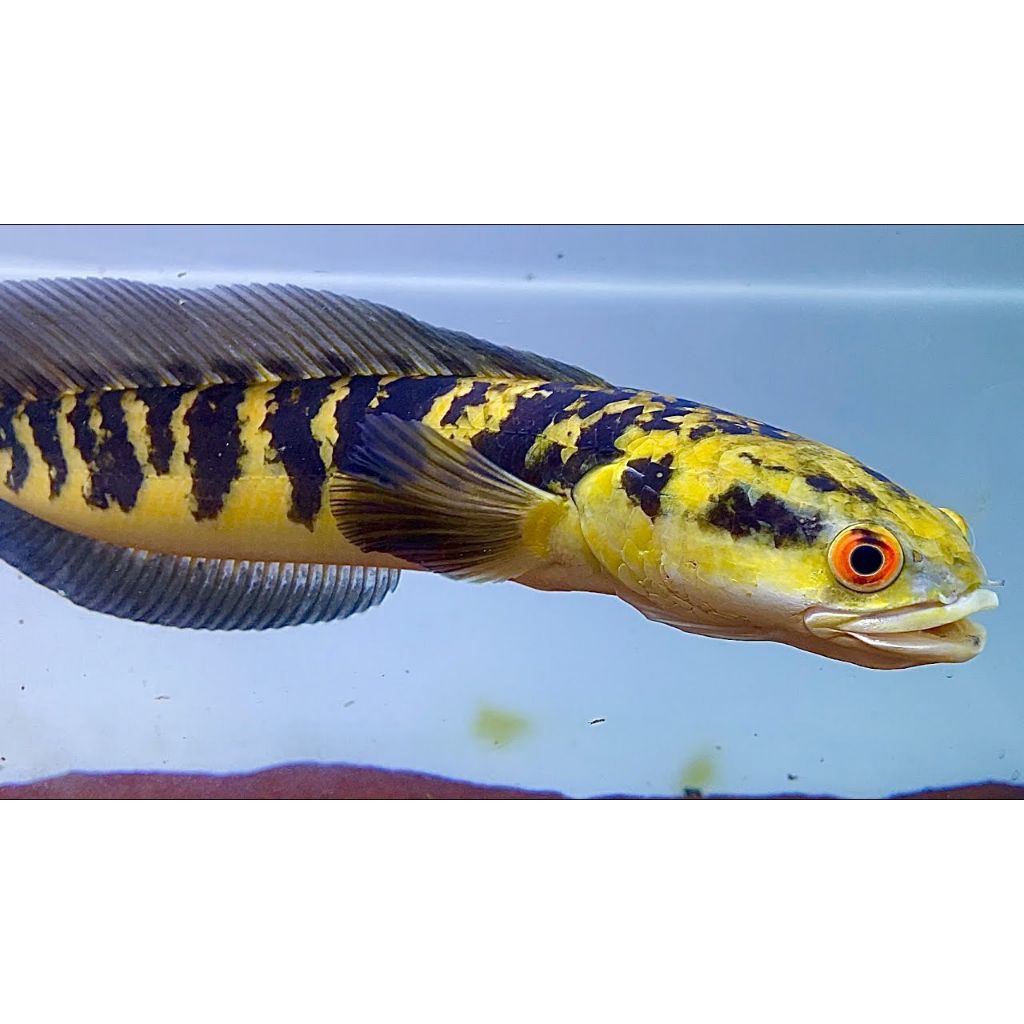 Channa maru sultan yellow Sentarum grade A+ spek kontes size 20-25 cm