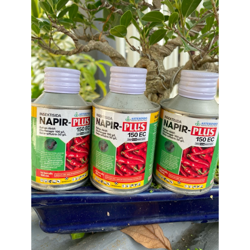 Napir Plus 100 ml Insektisida Anti Wereng & Hama Serangga – Kerja Cepat & Ampuh