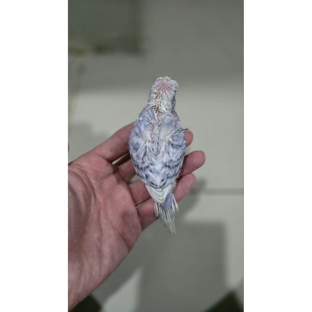 Burung parkit Hagoromo sakura budgie