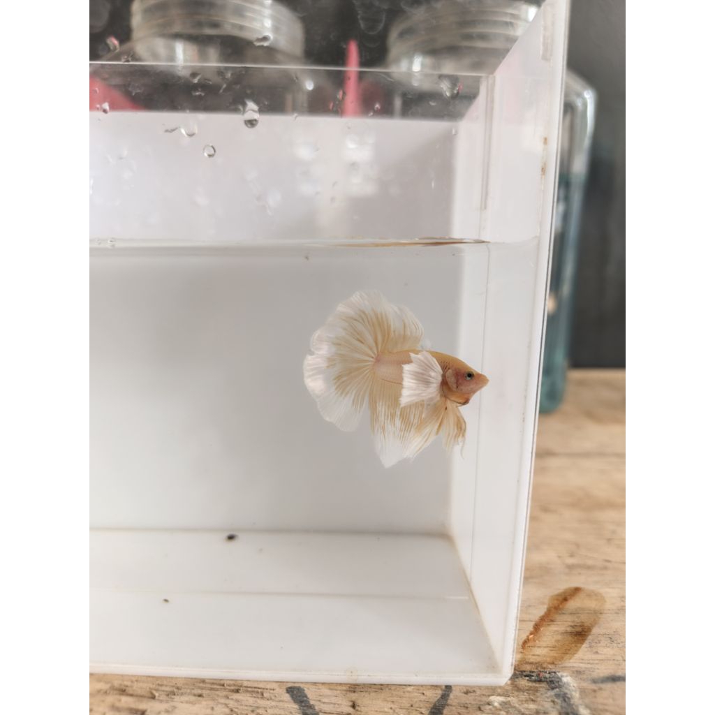 ikan cupang halfmoon rosetail dumbo ear super gold