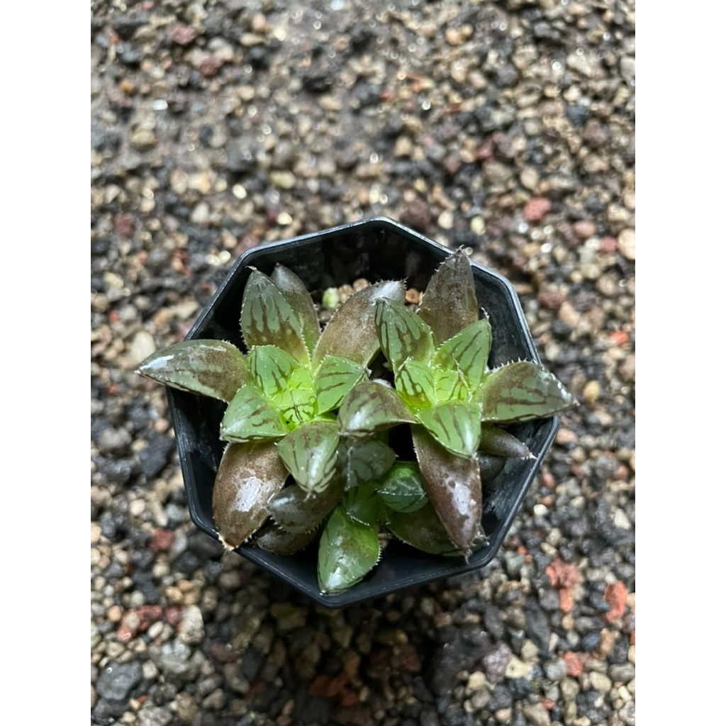 Haworthia Red Bull x Obtusa Marin