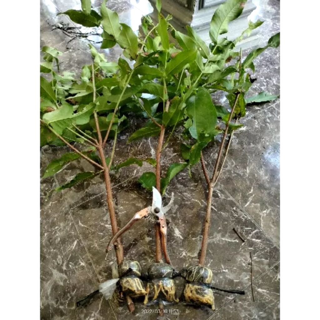 Bibit Cangkok Jambu Air Dalhari