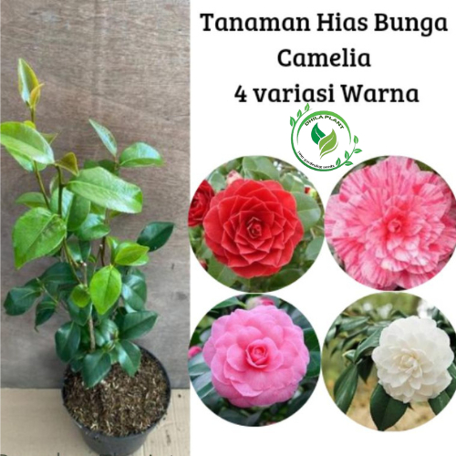tanaman hias bunga camelia - bunga camelia ready 4 varian warna - bibit tanaman bunga camelia - came