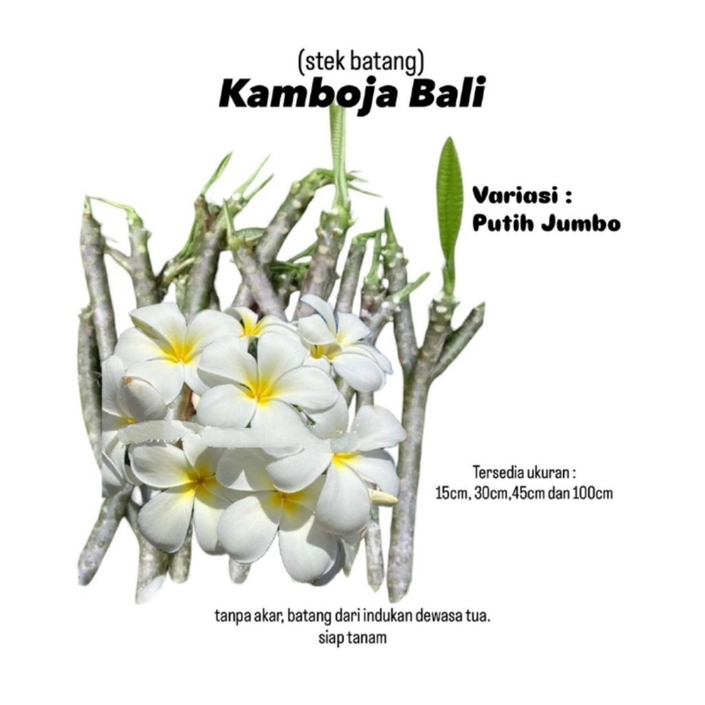 (stek batang) Kamboja bali bunga putih / Pohon Kamboja bali hidup