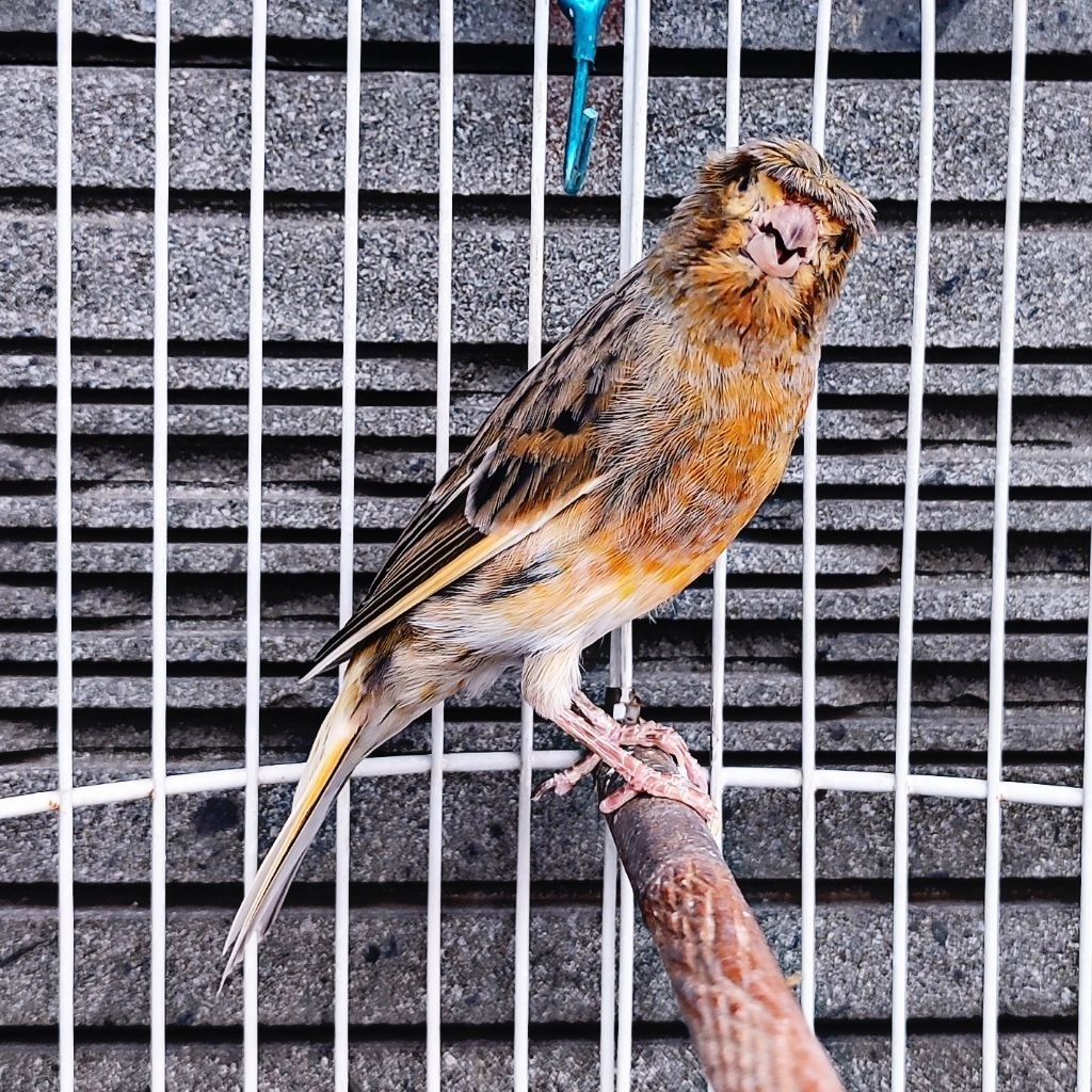 Kenari Jambul/Gloster Bon - Betina Minor (Only Instant Delivery)