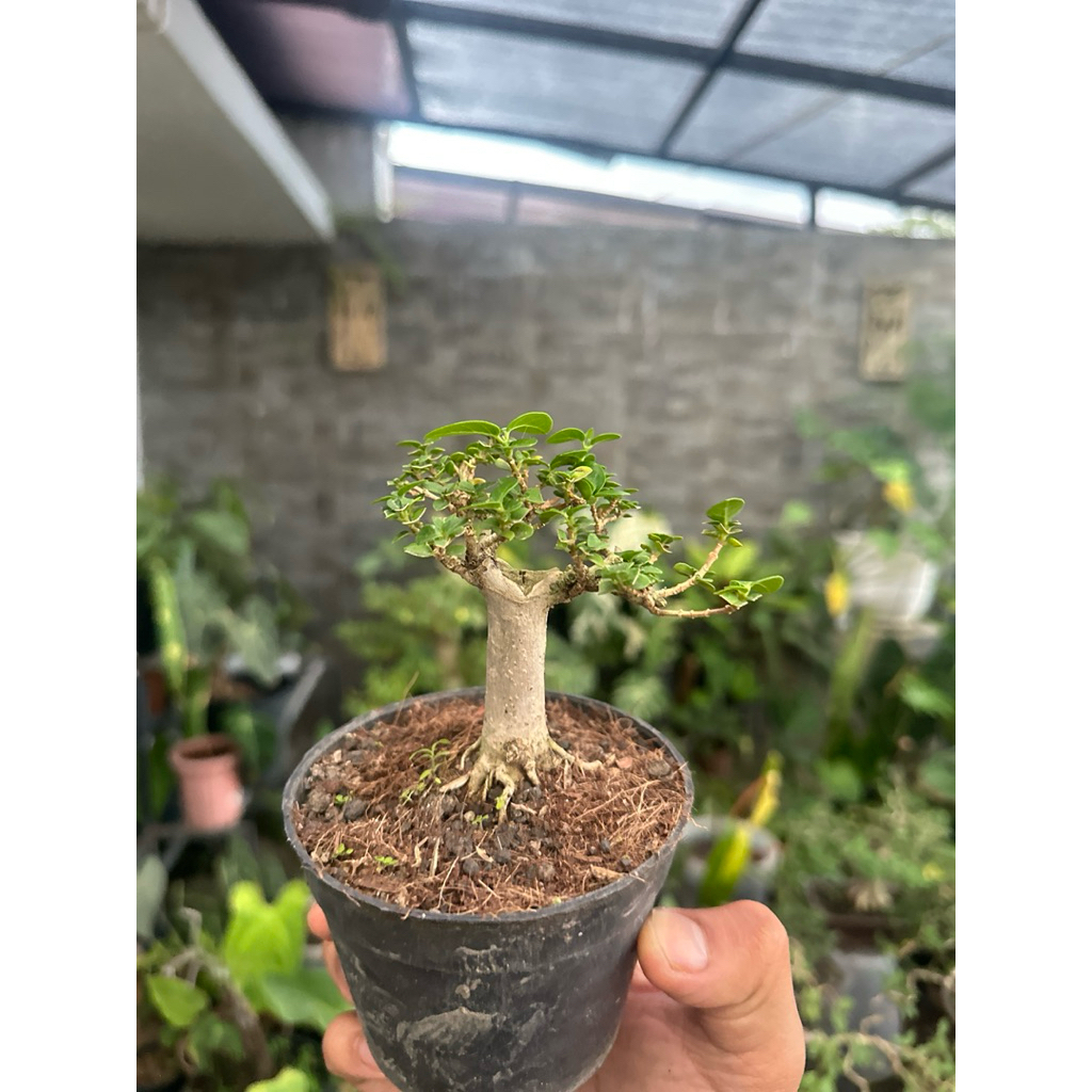 Bonsai Sancang Shito
