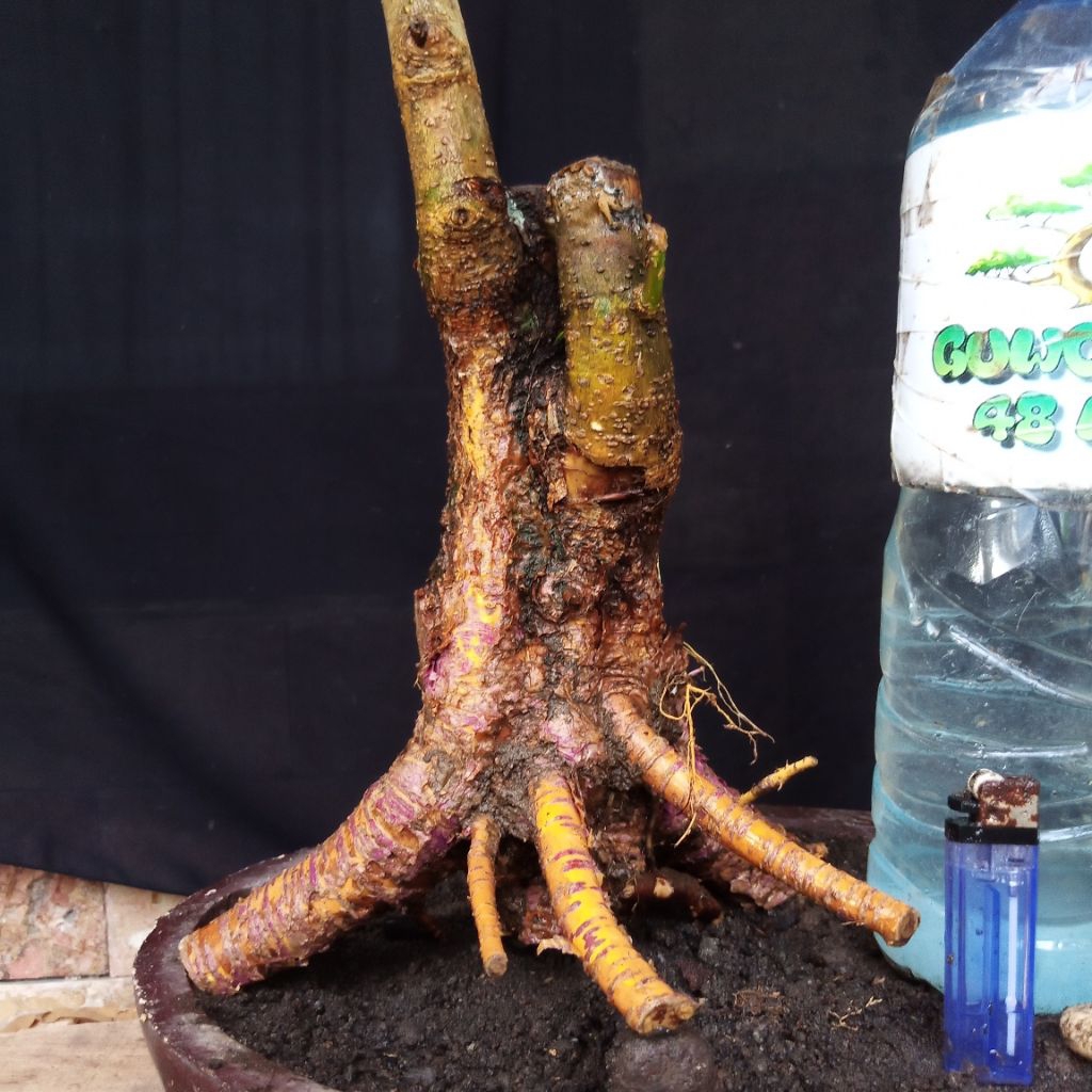 Bahan Bonsai Murbei Formal Bogel Karakter Tua Ada Keringan Small Size Real Pict