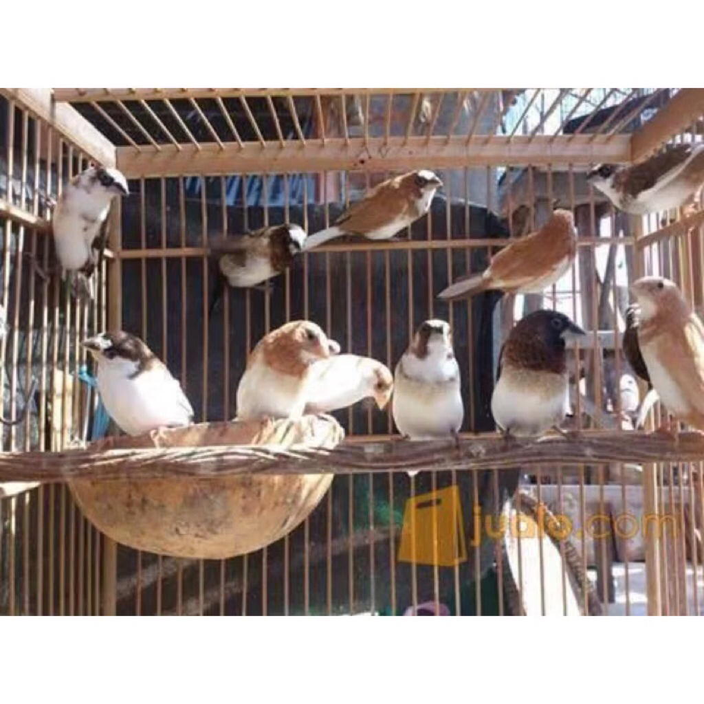Burung Emje Finch satuan pilihan
